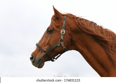 Horse head portrait. Beautiful horse headshot