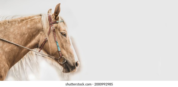 Horse Head Portrait Isolated On A White Background. Panorama Banner With Copy Space. American Quarter Horse. Colorful Western Style Halter.