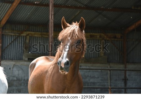 horse head portrait looking and chewing