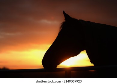 Horse Head Silhouette In Sunset. Equestrian UK