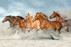 Paardenkudde Galoppeert Op Zandstof Tegen De Lucht