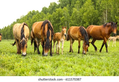 Horse Herd Graze In Field Landscape