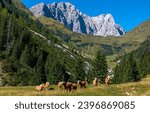 Horse herd in mountains. A herd of horses in a mountain valley. Mountain horse farm scene. Horses in mountains
