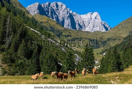 Horse herd in mountains. A herd of horses in a mountain valley. Mountain horse farm scene. Horses in mountains