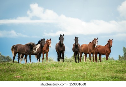 Horse Herd On The Pasture