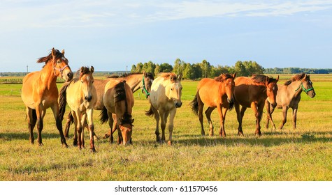 24,632 Horse panorama Images, Stock Photos & Vectors | Shutterstock