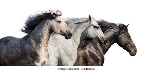 Horse herd portrait run gallop isolated on white background