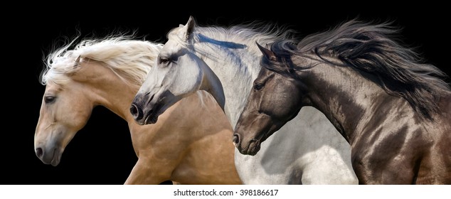 Horse herd portrait run gallop isolated on black background
