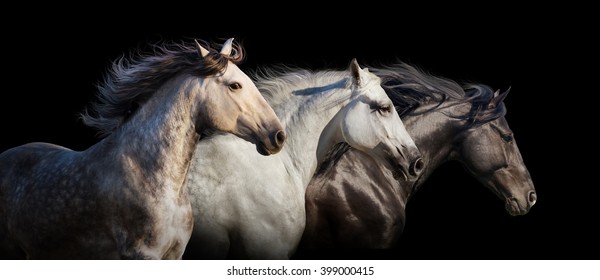 Horse herd portrait run gallop isolated on black background