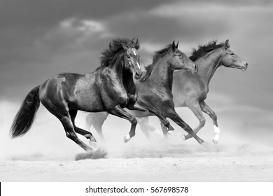 Horse herd run in dust