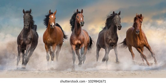 Horse herd run fast in desert dust against dramatic sunset sky
