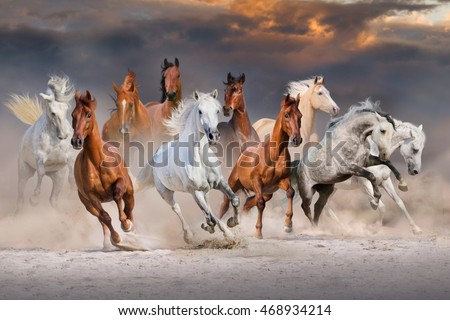 Horse herd run fast in desert dust against dramatic sunset sky