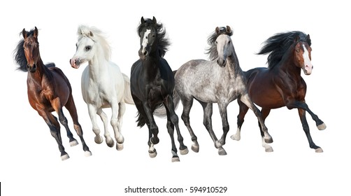 Horse herd run forward isolated on white background