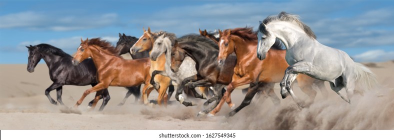 Horse herd run gallop in desert sandy dust against blue sky