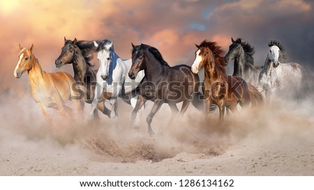 Horse herd run gallop in desert dust against dramatic sky