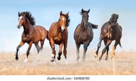 Horse Herd Run Gallop With Dust