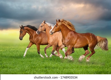 Horse herd run gallop on spring green meadow