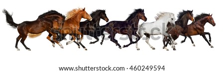Horse herd run isolated on white, banner for website