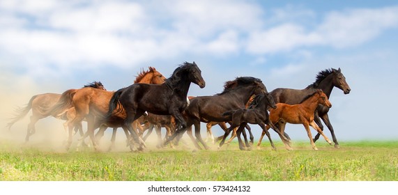 Horse herd run on pasture against beautiful blue sky