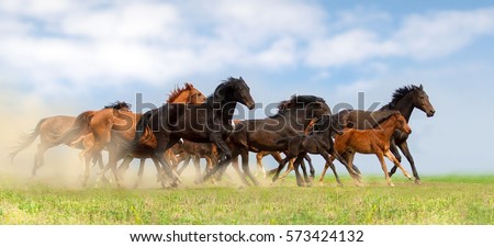 Horse herd run on pasture against beautiful blue sky