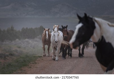 Horse Herd Running On Dusty Trail.ranch Horse Herd Colorado Horse Drive