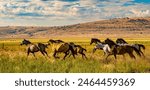 Horse herd running in pasture against beautiful blue sky in Paulina Oregon
