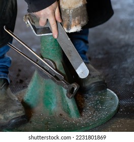 horse hoof being trimmed with metal file by equine blacksmith or farrier pinchers attached by magnet to stand horse hoof has crack on the hoof wall vertical format horse foot care room for type  - Powered by Shutterstock