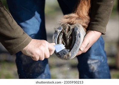 horse hoof cleaning and scrape out hooves - Powered by Shutterstock