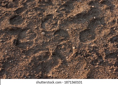 Horse Hoof Prints On The Ground