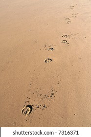 Horse Hoof Prints In The Sand