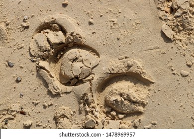 Horse Hoof Prints In Sand On The Beach From A Hack