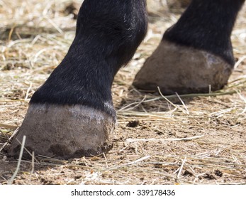 Horse Hooves