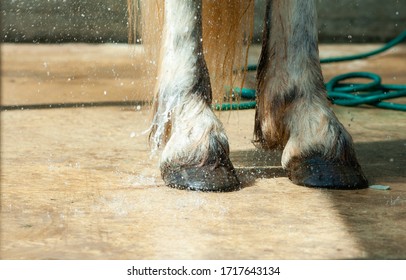 Horse Hooves Being Washed From The Water Hose Outdoors. Horse At The Far. Gray White Horse Hooves Details Closeup. 