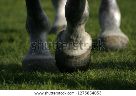 horse hooves on grass moving