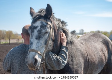 The horse hugs the owner. The relationship between a horse and a man. Love and caring for horses. The horse of white and gray suit closed her eyes with pleasure. A man strokes his favorite horse.  - Powered by Shutterstock