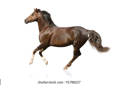 Horse Isolated Galloping