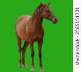 Horse,  isolated on green background cutout file