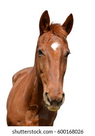 Horse isolated on a white background.
