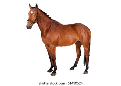 Cheval Fond Blanc Images Stock Photos Vectors Shutterstock
