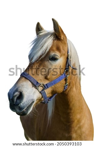 Similar – Image, Stock Photo summer Equestrian sports