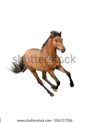 horse isolated over a white