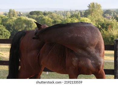 Horse Itching And Chewing Skin With Allergies And Sweet Itch. Horse Biting And Chewing Coat. Equestrian UK 