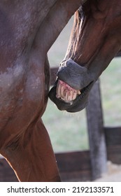 Horse Itching And Chewing Skin With Allergies And Sweet Itch. Horse Biting And Chewing Coat. Equestrian UK 