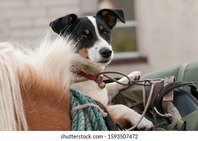 A Horse With A Jack Russell Terrier In A Saddle Bag.