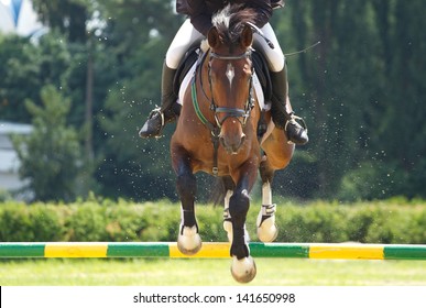 Horse Jump A Hurdle In Competition