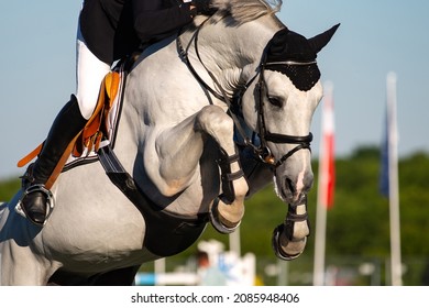 Horse Jumping, Equestrian Sports, Show Jumping Themed Photo.