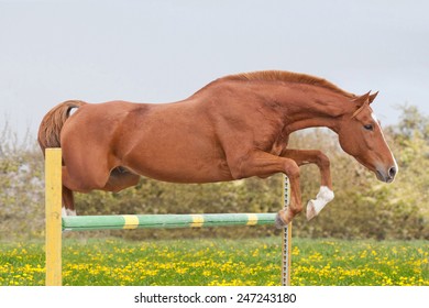 Horse Jumping Over Obstacle