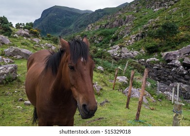 Horse In Killarney National Park, Ireland