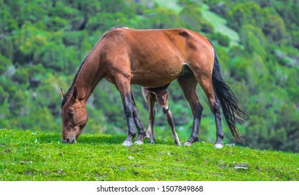 Horse And Kyrgyz Jailoo, Kyrgyzstan