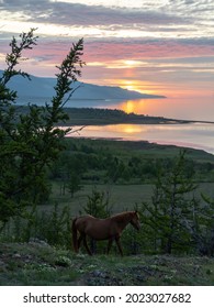 Horse In The Larch Forest Overlooking Lake Baikal